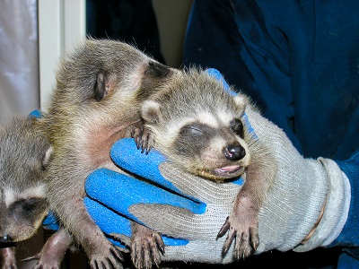 hands holding baby raccoon